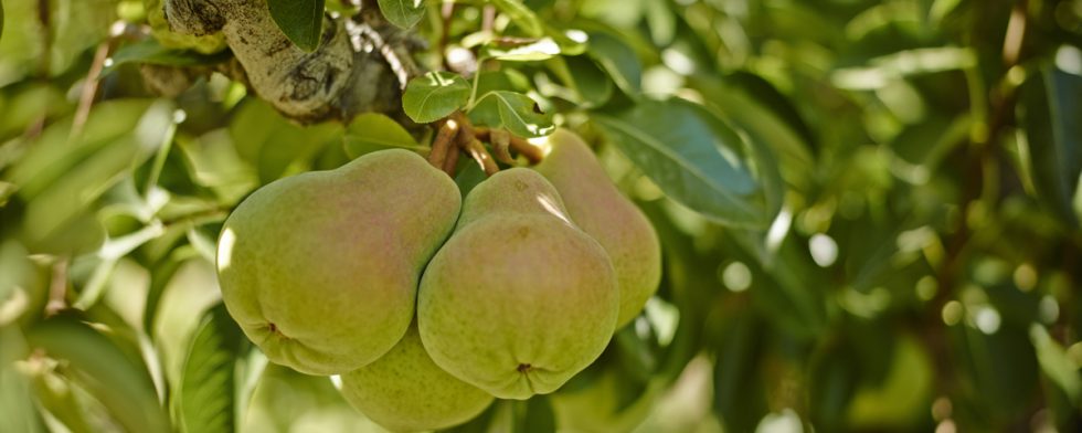 PSA: California Pears are Here!